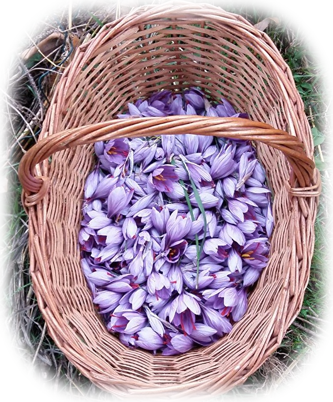 Il fiore dello zafferano di contrada domaro