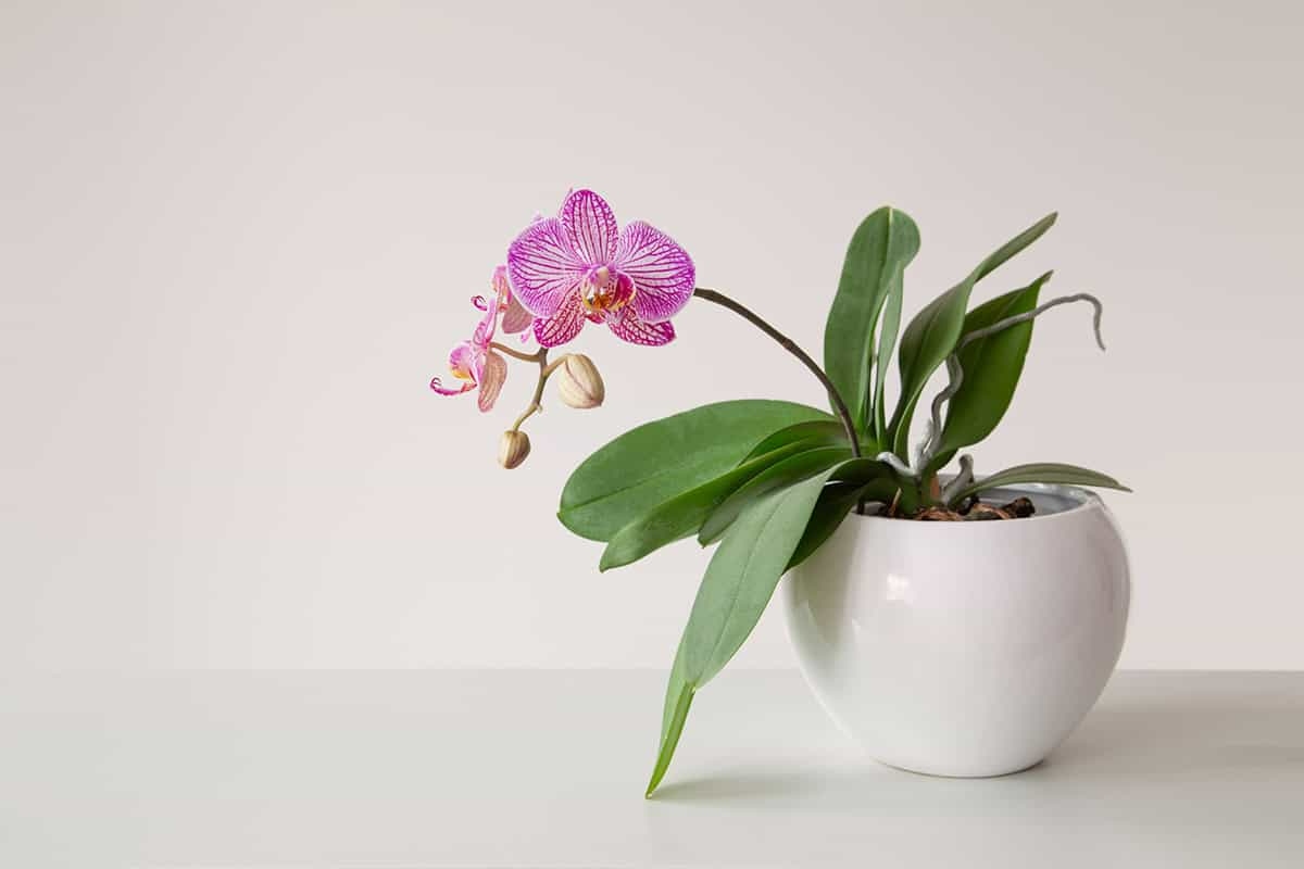 Zašto je ovaj kutak kuće zaista čaroban za vaše orhideje?
